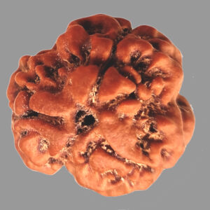 3 Face Rudraksha