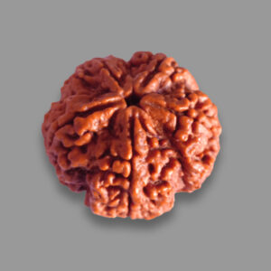 5 Face Rudraksha