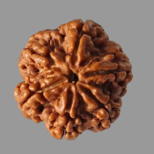 6 Face Rudraksha
