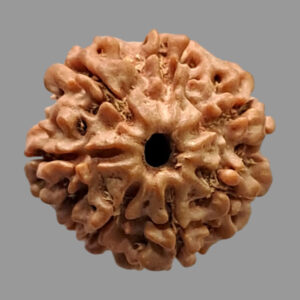 7 Face Rudraksha