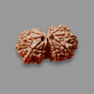 Gauri Shankar Rudraksha